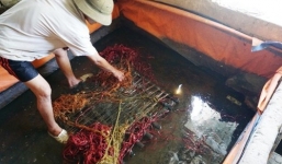 Vỗ béo lươn vàng ươm bằng thuốc tránh thai