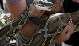 Trăn khổng lồ “nổi giận”, chủ nuôi bị siết cổ suýt chết