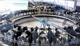 Tỷ phú thế giới về quê chăn lợn, trồng cây