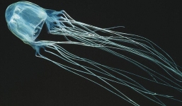 Thiếu nữ tử vong vì bị sứa độc cắn