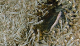 Cận cảnh loài tôm 'bất tử' luộc 450 độ C không chết