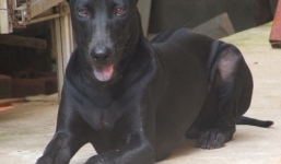 Vì sao chó nuôi Phú Quốc có thể cắn người?