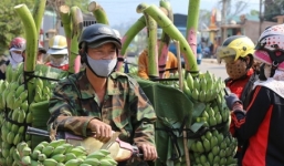 Chuối bán 1.500 đồng/kg không ai mua