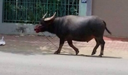 Trâu điên húc hàng loạt người