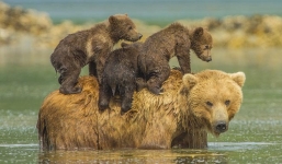 Sư tử, sơn dương mẹ quyết chiến với trăn khổng lồ để cứu con