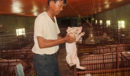 Biến đất bỏ hoang thành trang trại lợn Tây thu cả tỷ đồng mỗi năm