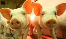 Có thể lấy nội tạng heo để ghép cho người