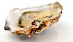 Bất ngờ phát hiện 2 viên ngọc trai khi ăn hàu