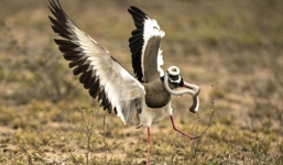 Chim mẹ điên cuồng tấn công trả thù rắn độc nuốt trứng chim con