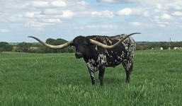 Chú bò lập kỷ lục Guinness khi sở hữu cặp sừng dài gần 3 m