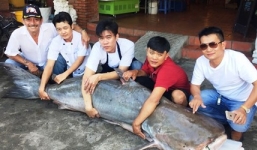 Cá tra dầu 210kg từ Campuchia về nhà hàng Việt