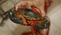 Quấn dây thừng 31m để tăng cân nặng cua biển