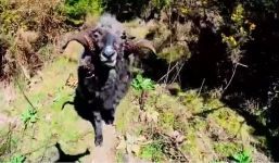 Hài hước với phản ứng trước máy bay không người lái của động vật