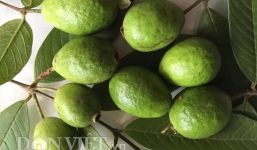 Ổi rừng giá rẻ được bà nội trợ săn lùng