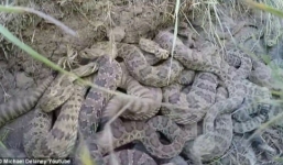 Đột nhập hang rắn độc đuôi chuông