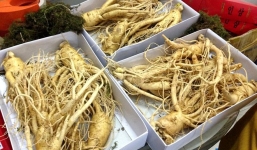 Sâm Hàn Quốc siêu rẻ hơn 1 triệu đồng/kg