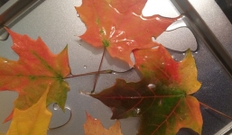 Thu về nghìn đô từ việc bán...lá cây