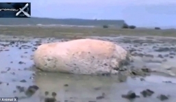 Video: Sinh vật bí ẩn xuất hiện ở Nhật sau thảm họa sóng thần