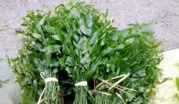 Bà nội trợ Hà Nội xếp hàng đặt mua rau ngót rừng 150.000 đồng/kg