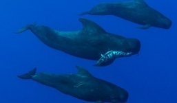 Xúc động cảnh đàn cá voi “đưa tang” đồng loại