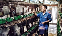 Nuôi  chim, rắn, kiếm hàng trăm triệu đồng/năm