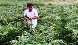 Bỏ thành phố lên núi trồng cây, thu lãi tỷ đồng mỗi năm