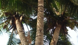 Cây dừa 3 ngọn trả giá 1 tỷ đồng không bán ở Bình Phước
