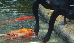 Video: Thiên nga đen mớm mồi cho cá chép suốt 10 năm