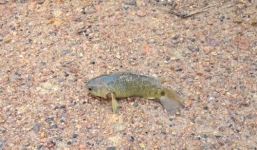 Vì sao cá rô đi trên cạn 6 ngày, đóng băng 2 năm vẫn sống?