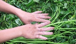 Xót xa đôi bàn tay mưng mủ của người nhặt rau muống thuê