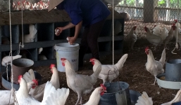 Nuôi gà, cả làng nhà nào cũng có ô tô 