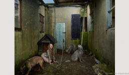 Đau lòng những đứa trẻ sống cùng động vật qua bộ ảnh nổi tiếng