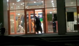 Gấu hoang bị bắn chết sau khi làm náo loạn trung tâm mua sắm Nga