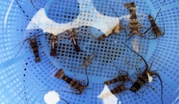 Kiếm trăm triệu nhờ bán 300 nghìn/1 con tôm hùm cho đại gia