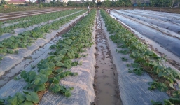 Nông dân Hải Phòng thu 10 tỷ từ dưa lê Kim cô nương