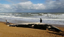 Xác cá voi lưng xám 'khổng lồ' dài 11m dạt vào bờ biển nước Anh