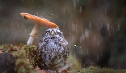 Bức ảnh hot nhất tuần qua: Chim cú trú mưa