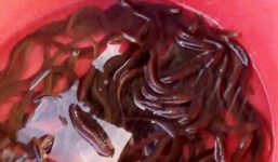 Sự thật tin 'vỗ béo' lươn bằng thuốc tránh thai ở Nghệ An