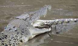 Video: Cá sấu nhỏ chết thảm dưới hàm đồng loại 'khủng' dài 2m