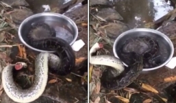 Video trăn bị chặt đầu, dội nước nóng làm mồi nhậu giãy dụa gây phẫn nộ 