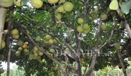 Kinh ngạc cây bưởi ra gần 1000 quả