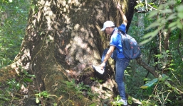 Tận mục cây cổ thụ xanh tươi suốt 7 thế kỷ