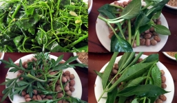Người Hà Nội săn đón rau dại miền Tây giá cao