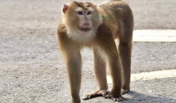 Khỉ đuôi lợn 'thích' tấn công phụ nữ xuất hiện trên bán đảo Sơn Trà