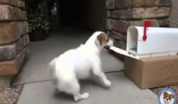 Video: Chú chó 'siêu quản gia' làm việc nhà cực chuyên nghiệp