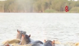 Cuộc đụng độ hai 'sát thủ' đáng sợ nhất hành tinh cá mập bò và hà mã