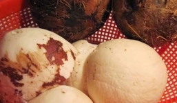 Hướng dẫn tách cùi dừa nguyên quả cực đơn giản ít người biết