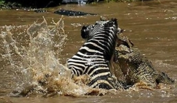 Video: Ngựa vằn tung cước đá lật hàm “sát thủ đầm lầy” để thoát thân