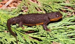 Nuốt chửng sa giông nhám, ếch yêu tinh châu Phi chết ngay tức khắc