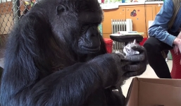 Video: Khỉ đột Koko 44 tuổi nhận nuôi mèo con